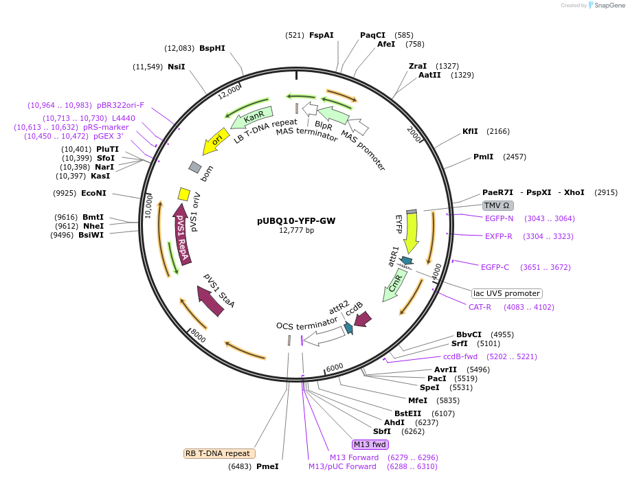 209362-plasmid-map-sequence-id-420639