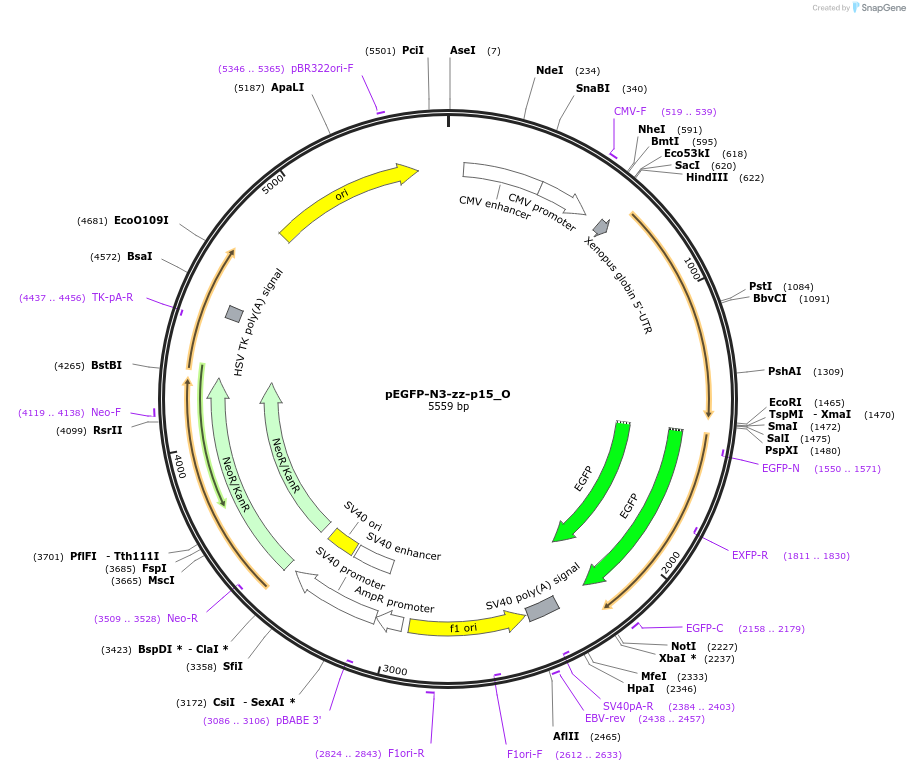 147110-plasmid-map-sequence-id-420645