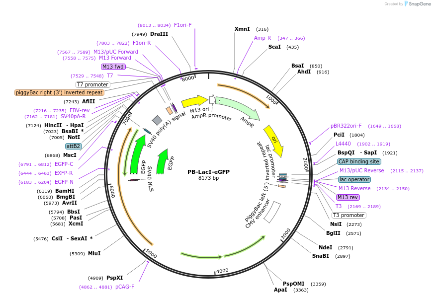 213021-plasmid-map-sequence-id-420658