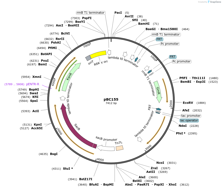 202274-plasmid-map-sequence-id-420659