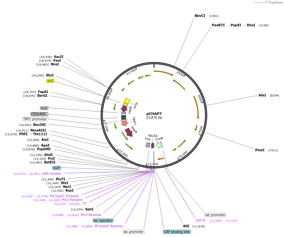 206853-plasmid-map-sequence-id-420671
