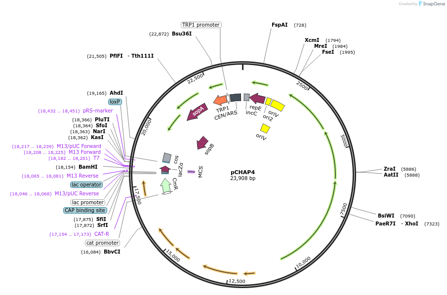 206850-plasmid-map-sequence-id-420756
