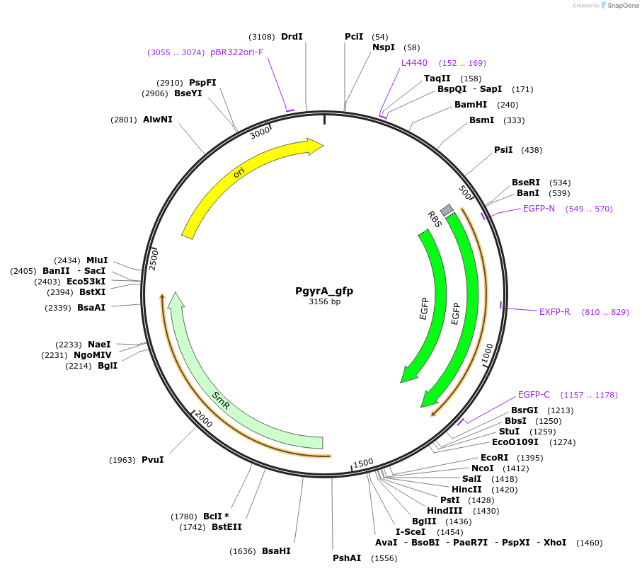 212146-plasmid-map-sequence-id-420759