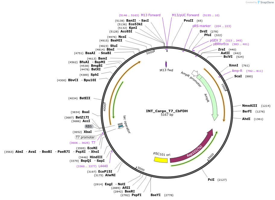 212140-plasmid-map-sequence-id-420766