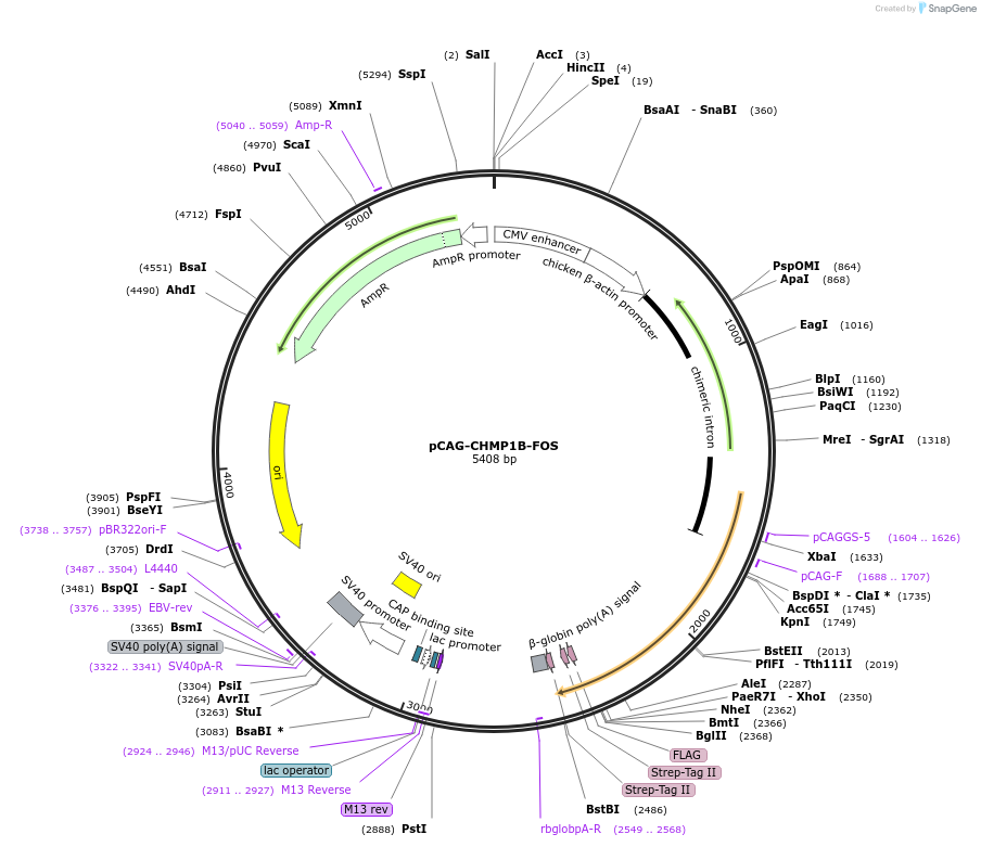 211825-plasmid-map-sequence-id-420787