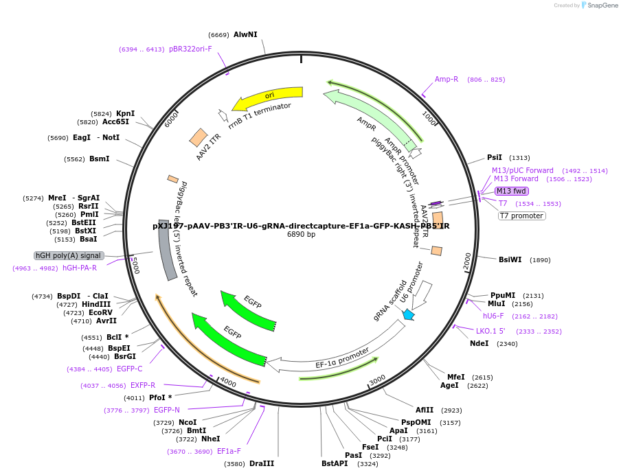 210523-plasmid-map-sequence-id-420789