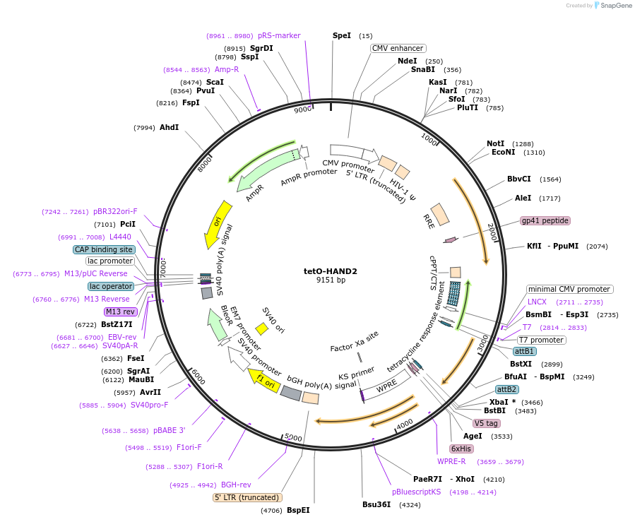 170690-plasmid-map-sequence-id-420890