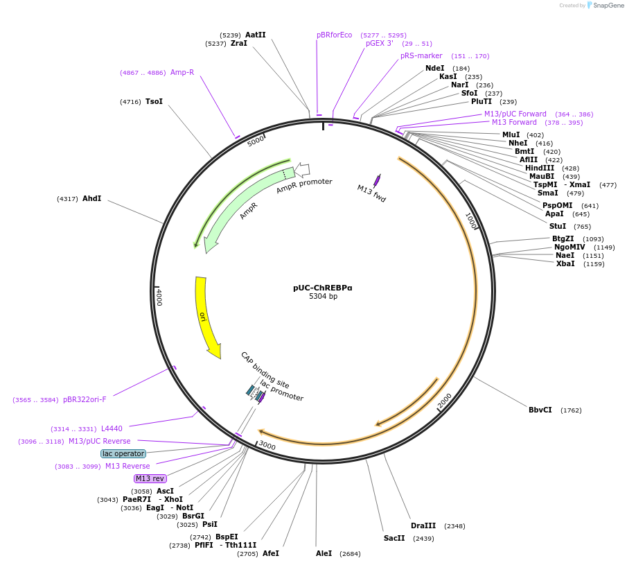 211754-plasmid-map-sequence-id-420906
