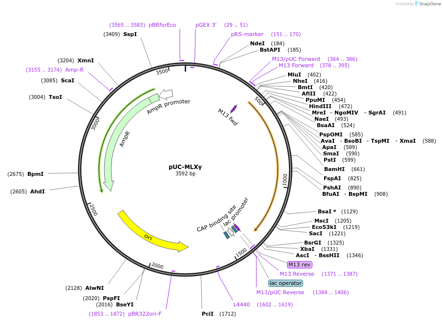 211755-plasmid-map-sequence-id-420907
