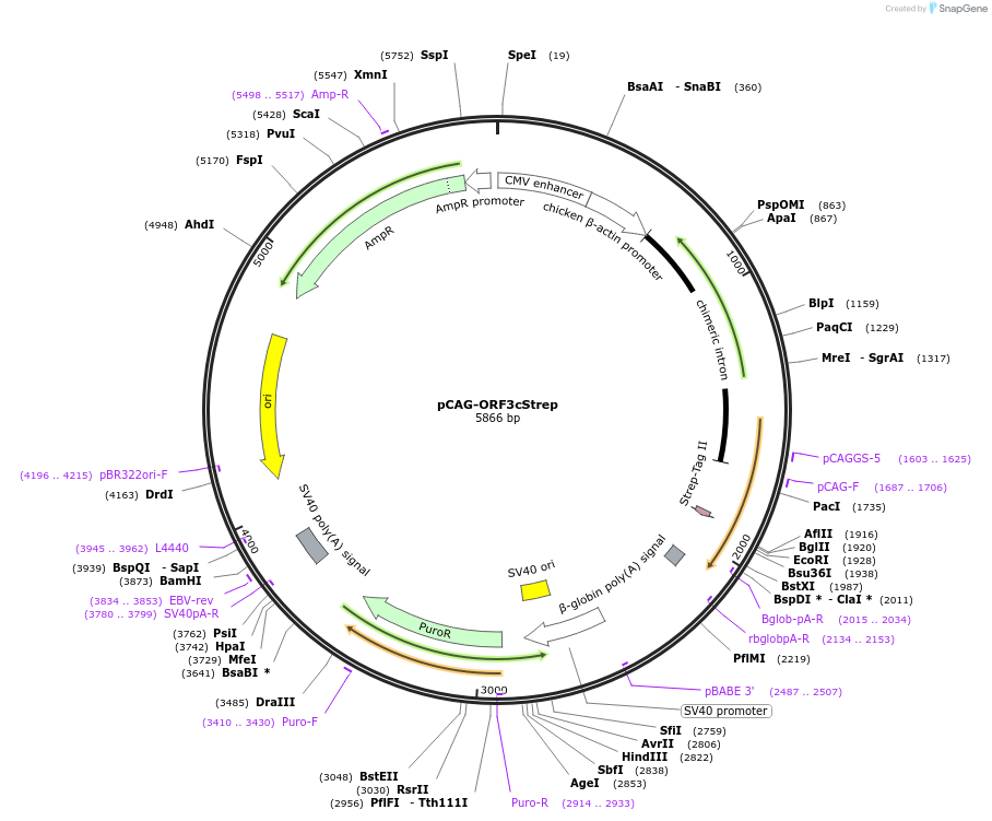208728-plasmid-map-sequence-id-420909