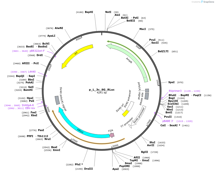 208729-plasmid-map-sequence-id-420912