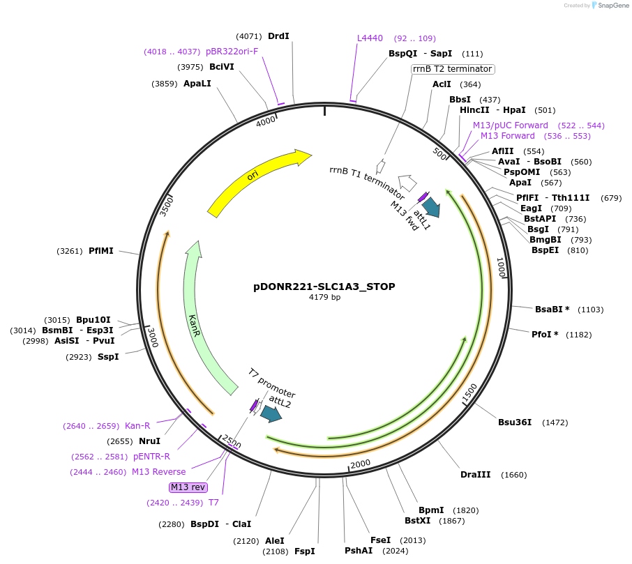 161055-plasmid-map-sequence-id-420914