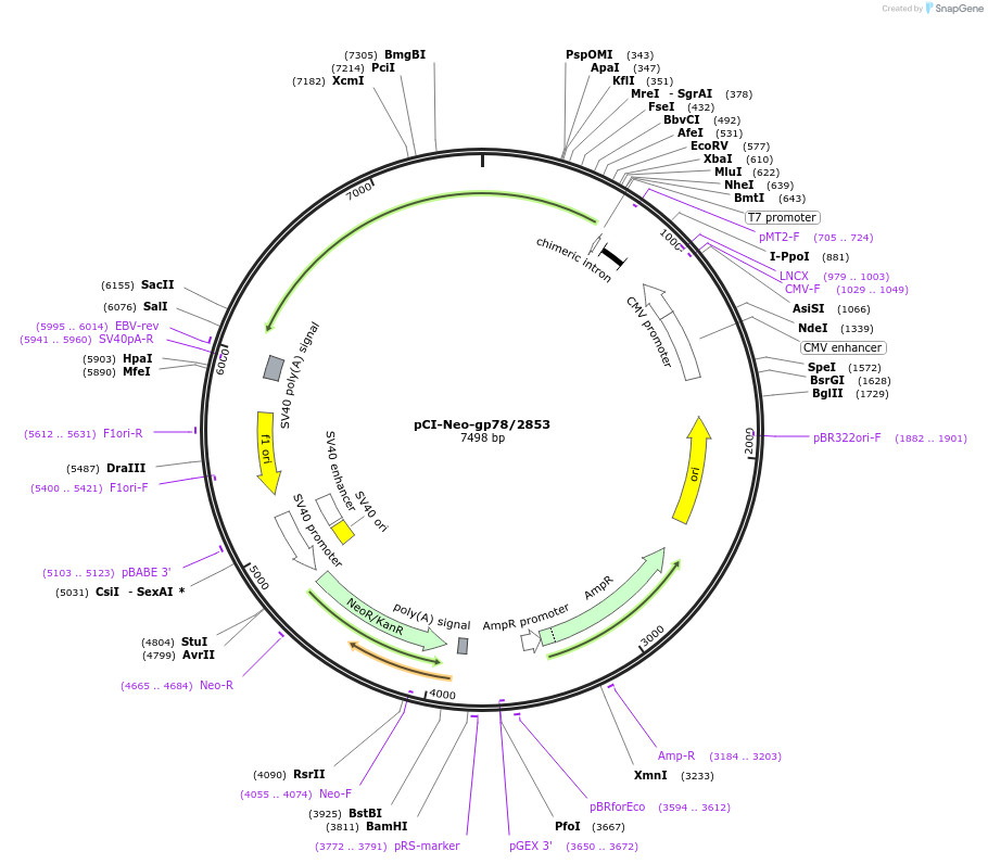 11435-plasmid-map-sequence-id-420916