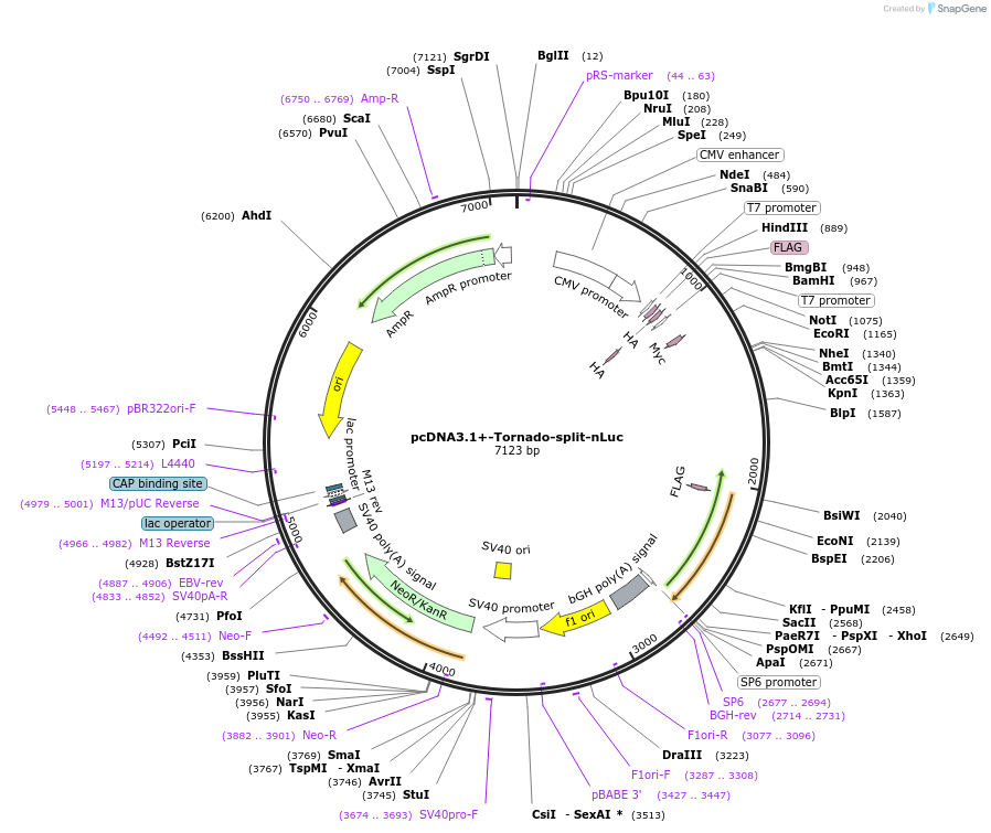 212612-plasmid-map-sequence-id-420921