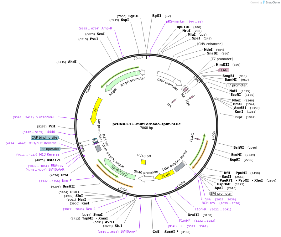 212707-plasmid-map-sequence-id-420923