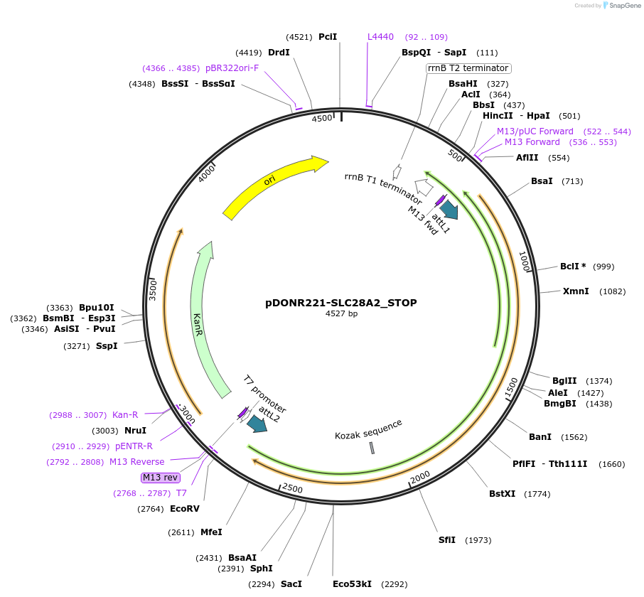 161234-plasmid-map-sequence-id-420925