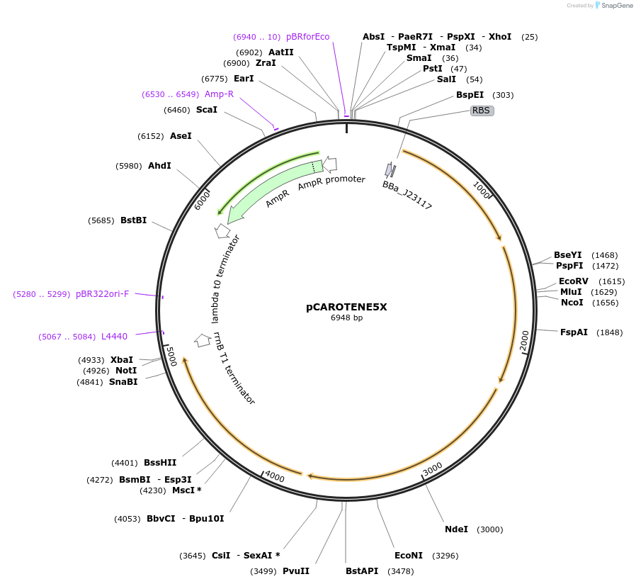 208816-plasmid-map-sequence-id-420948