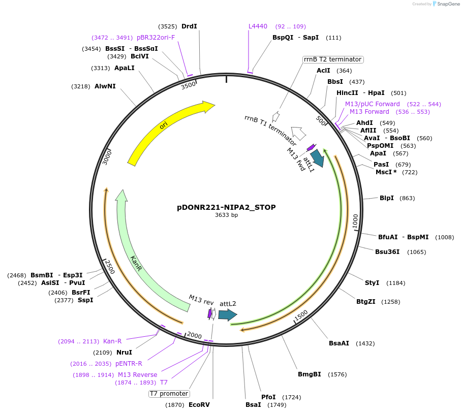 161421-plasmid-map-sequence-id-420957