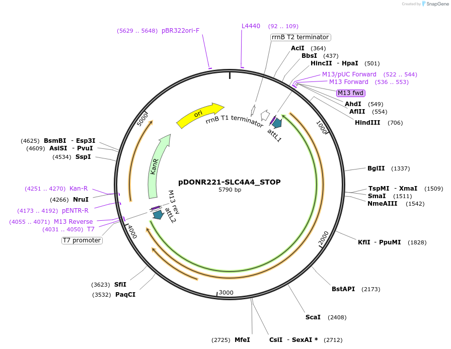 161426-plasmid-map-sequence-id-420966