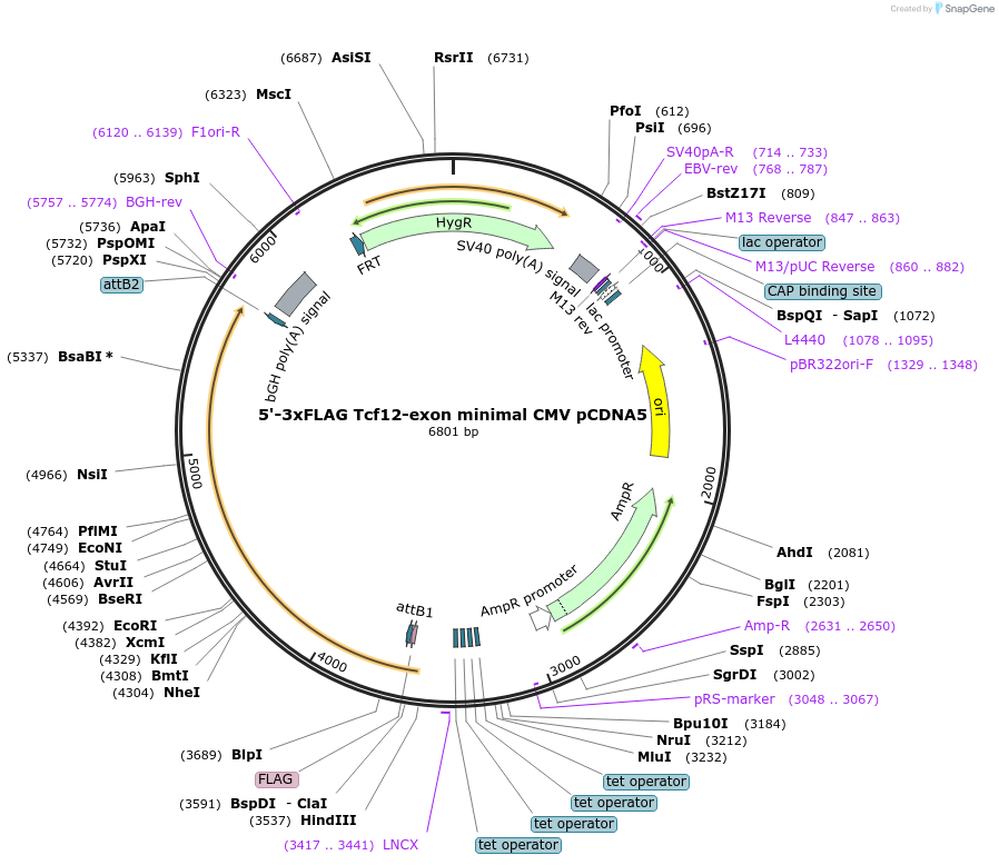 212076-plasmid-map-sequence-id-420968