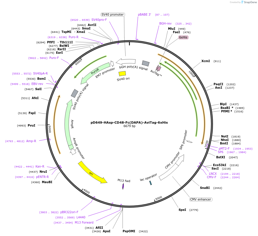 156601-plasmid-map-sequence-id-420969