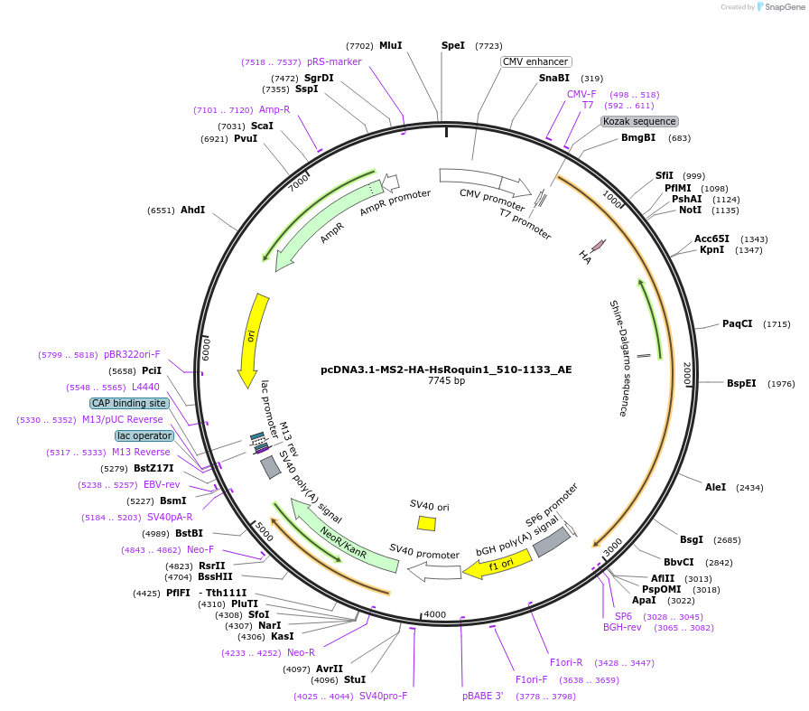 148613-plasmid-map-sequence-id-420971