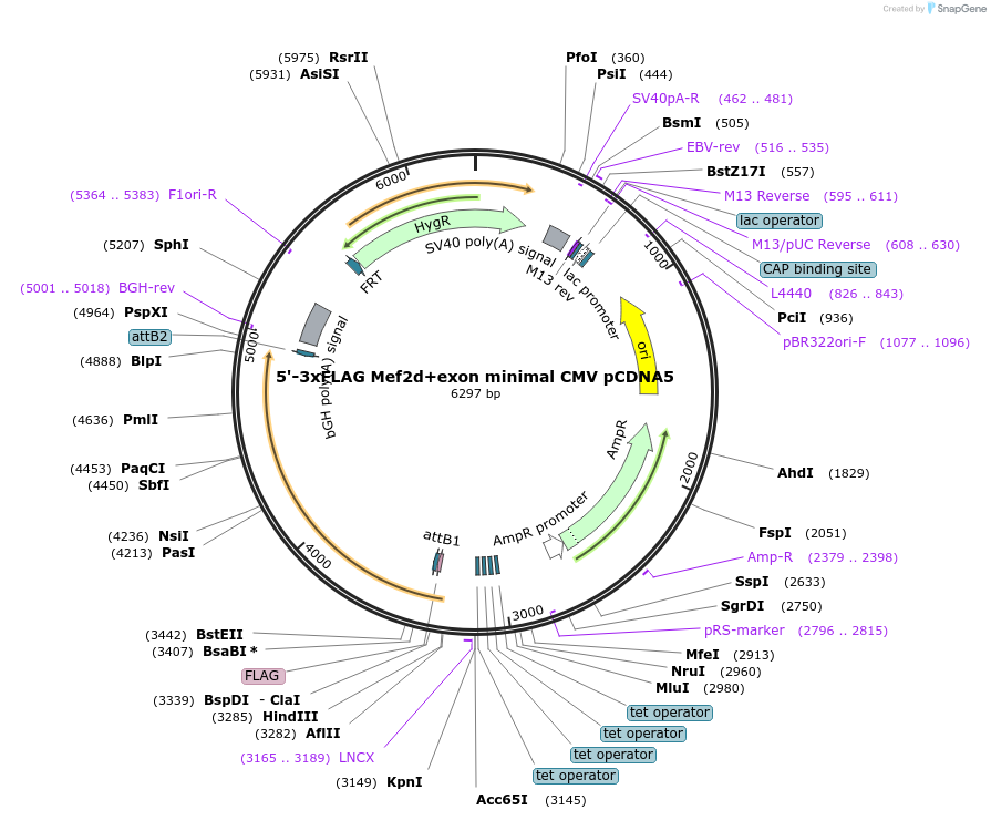 212065-plasmid-map-sequence-id-420983