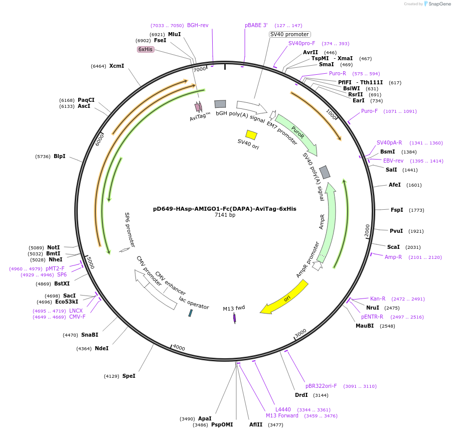 156786-plasmid-map-sequence-id-420986