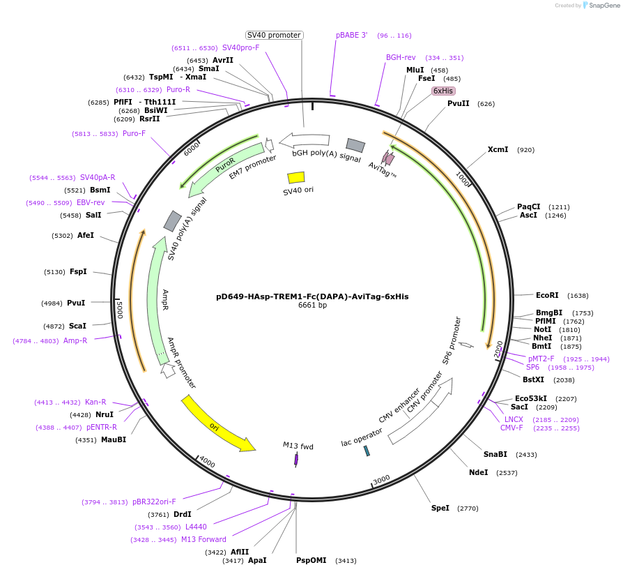 156593-plasmid-map-sequence-id-420989