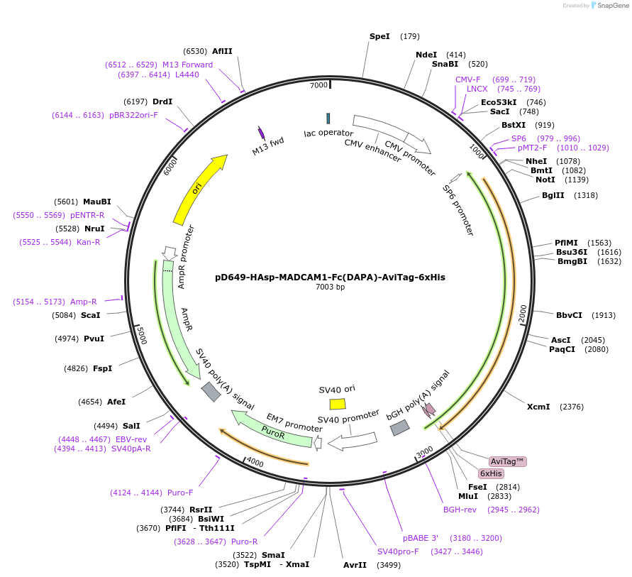 156737-plasmid-map-sequence-id-420993