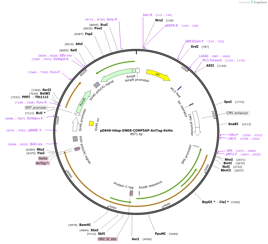 157490-plasmid-map-sequence-id-420994