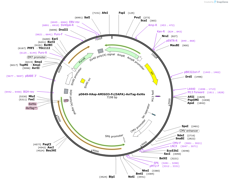 156805-plasmid-map-sequence-id-420997