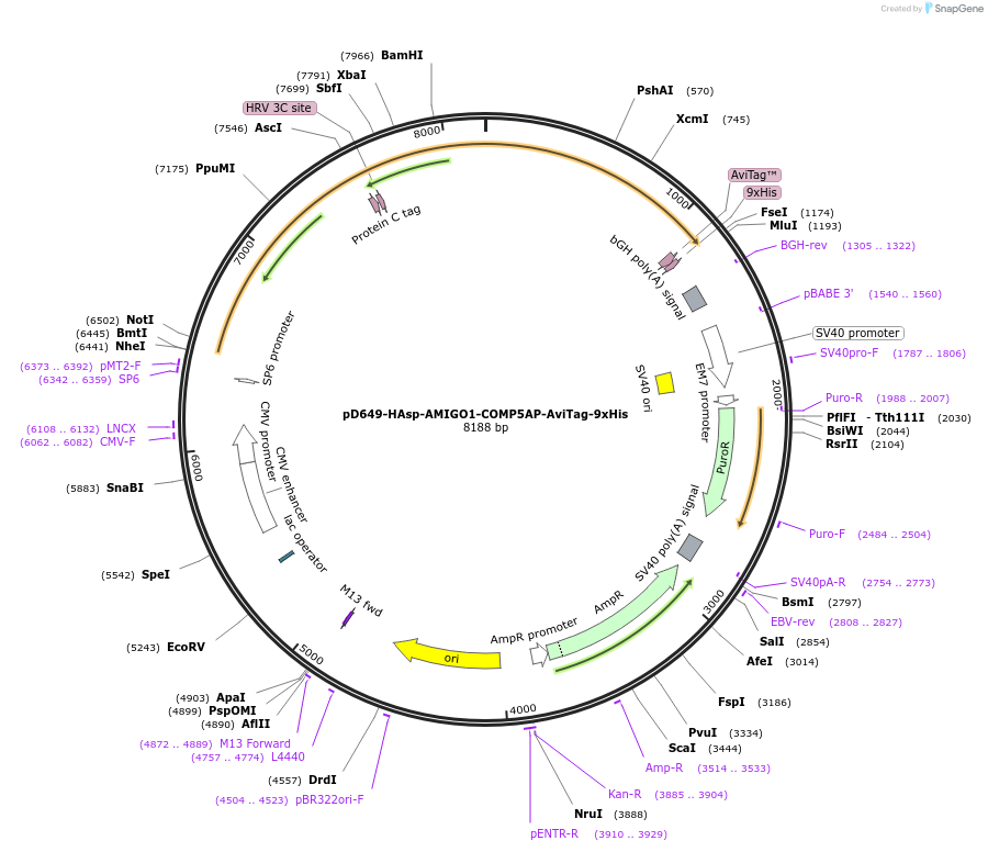 157350-plasmid-map-sequence-id-420998