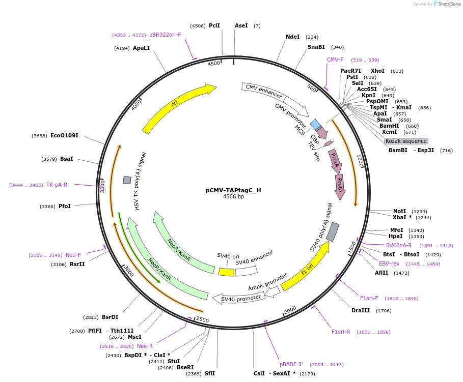 146444-plasmid-map-sequence-id-421001