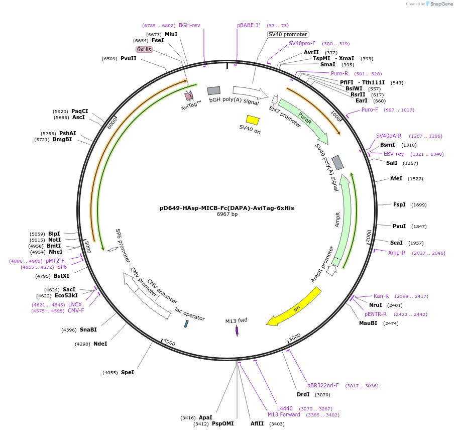 156727-plasmid-map-sequence-id-421007