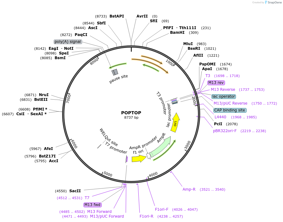 34848-plasmid-map-sequence-id-42101