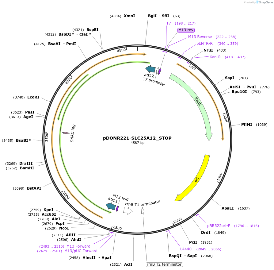 161104-plasmid-map-sequence-id-421010