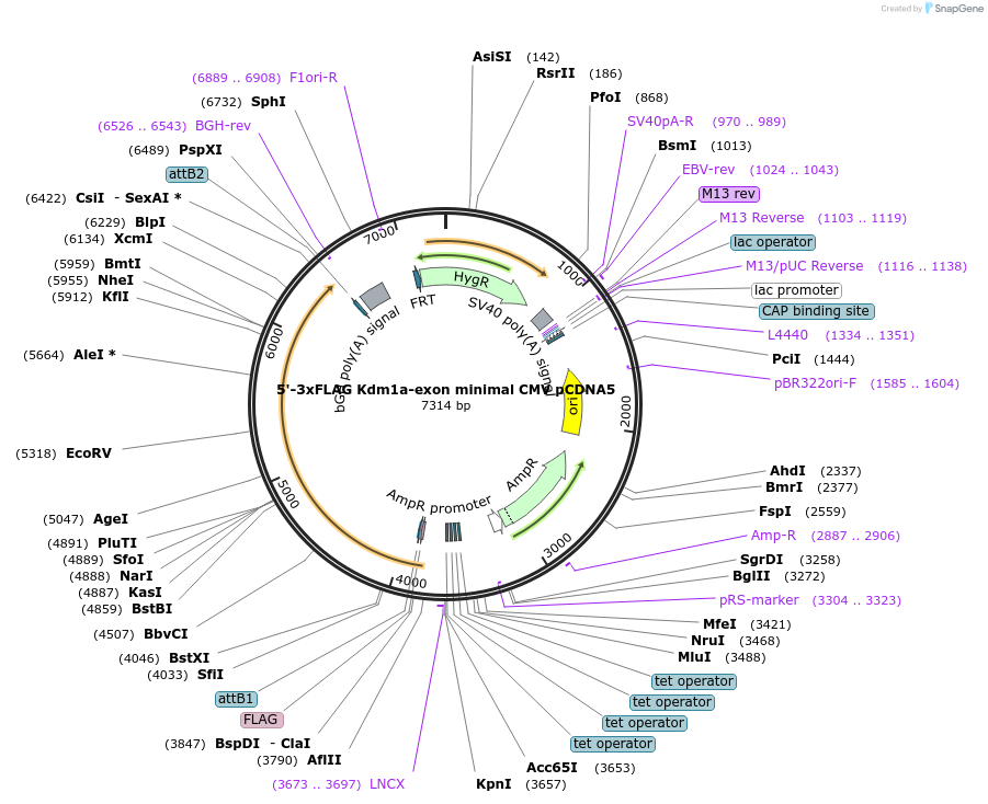 212054-plasmid-map-sequence-id-421018