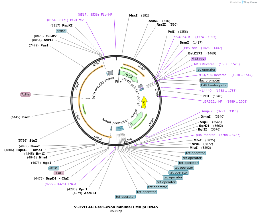212056-plasmid-map-sequence-id-421023