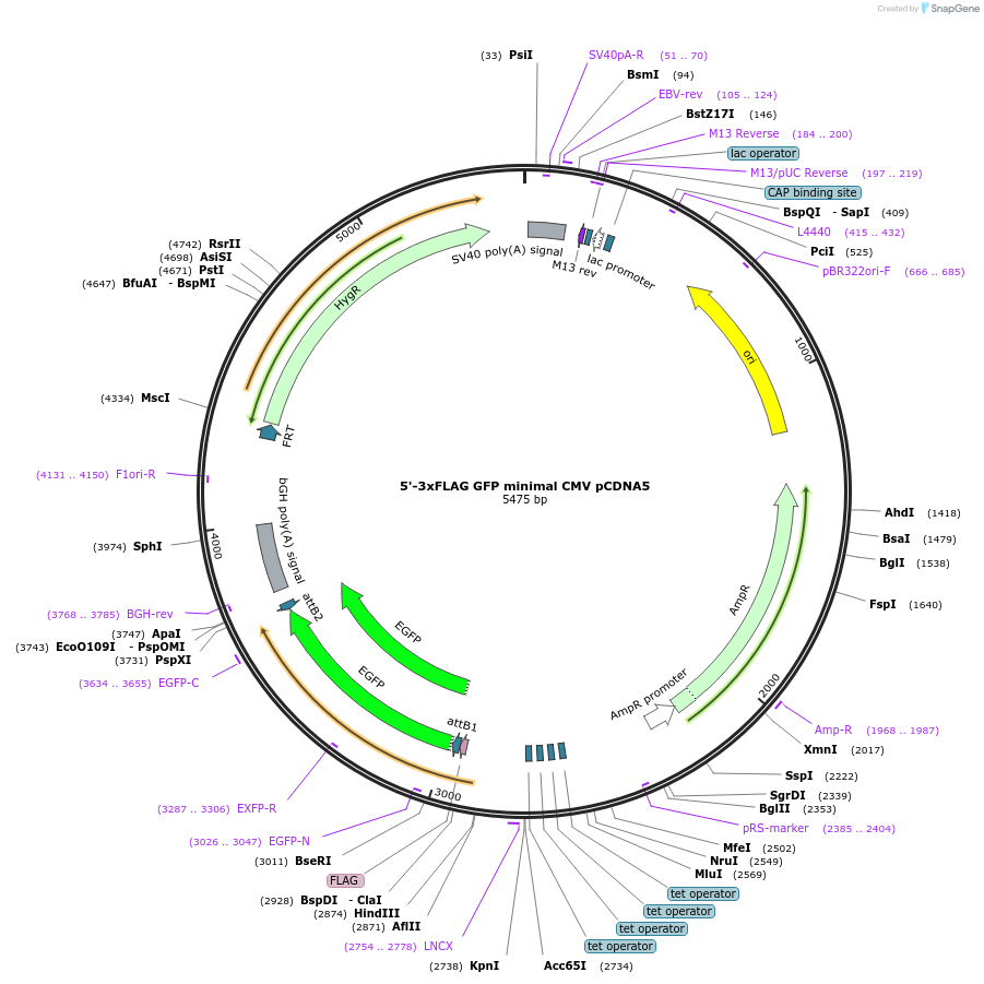 212086-plasmid-map-sequence-id-421026