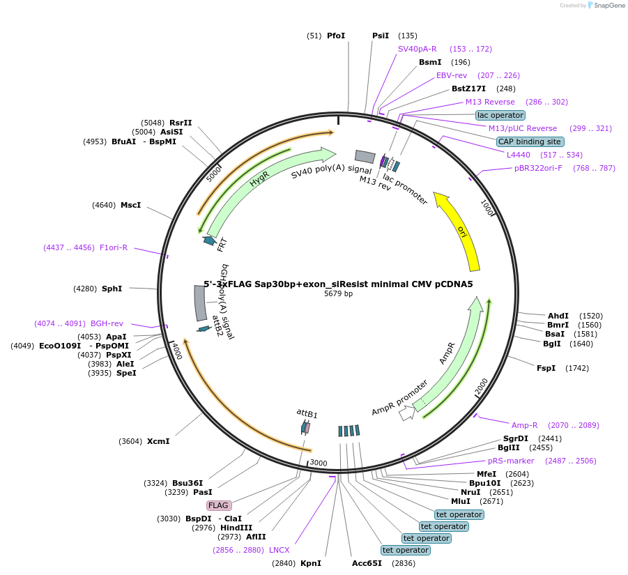 212085-plasmid-map-sequence-id-421031