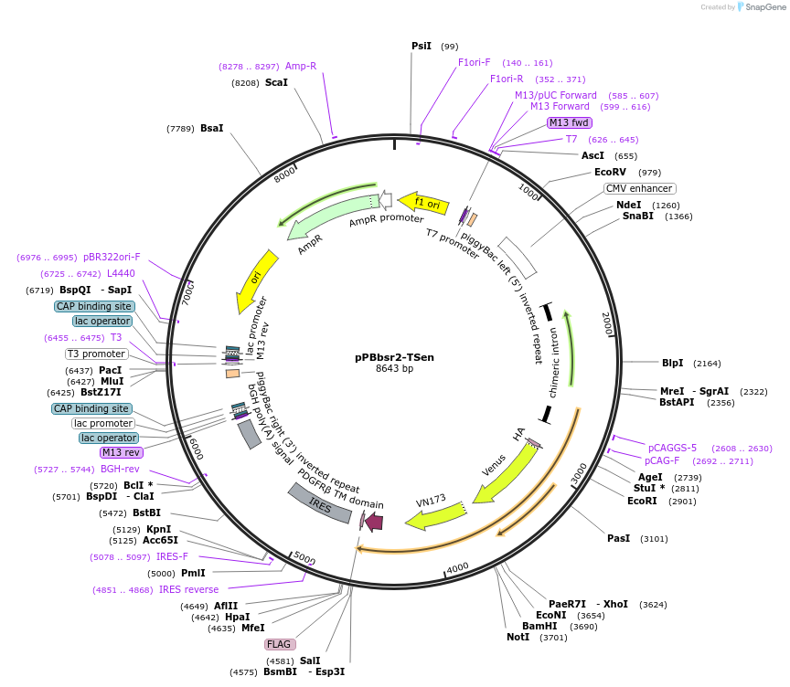 209916-plasmid-map-sequence-id-421032