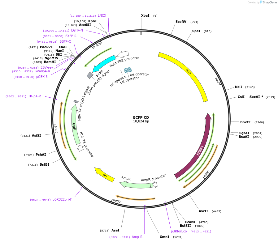 207414-plasmid-map-sequence-id-421036