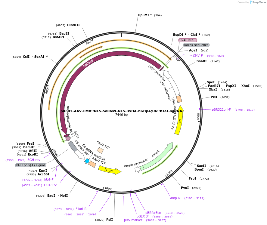 61591-plasmid-map-sequence-id-421040
