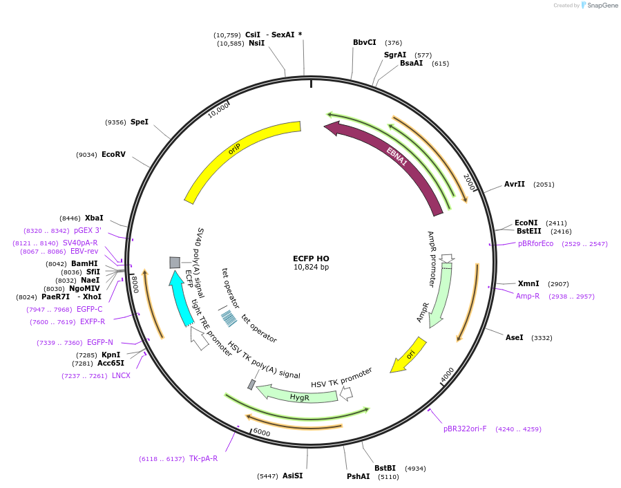207413-plasmid-map-sequence-id-421043