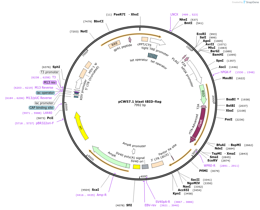 211533-plasmid-map-sequence-id-421053