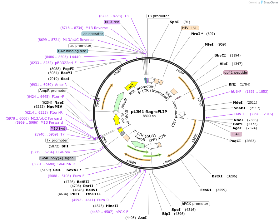 211529-plasmid-map-sequence-id-421060