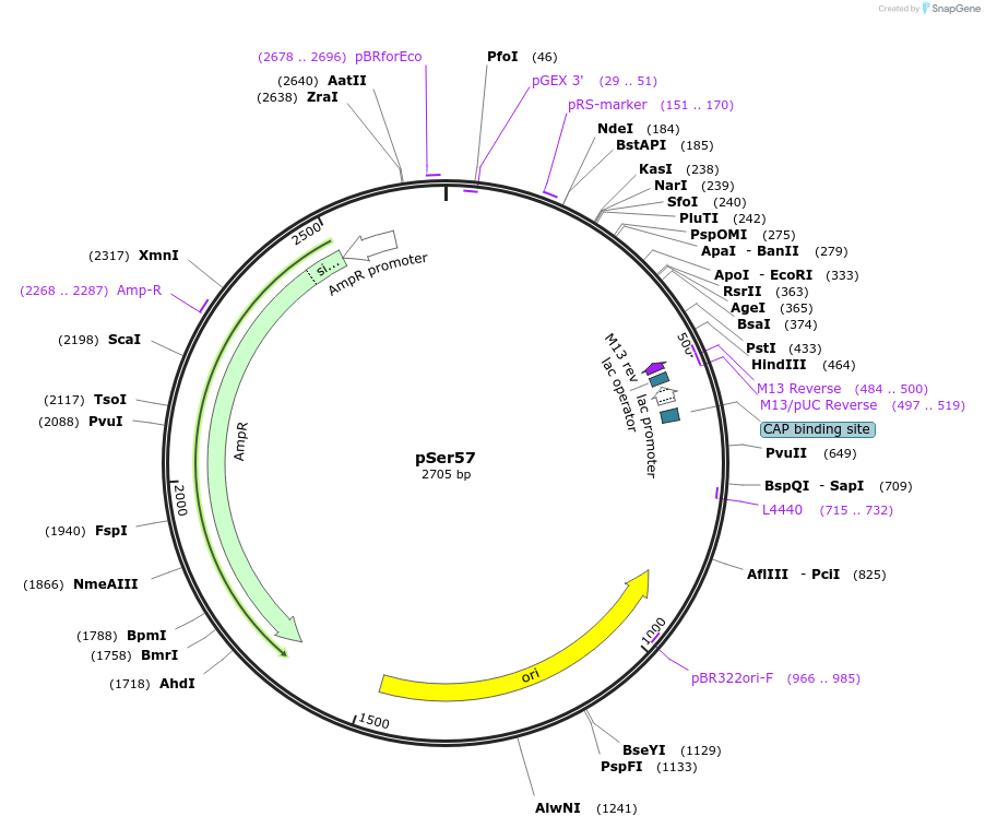 211570-plasmid-map-sequence-id-421061