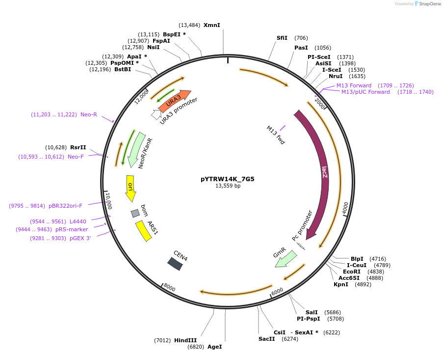 177283-plasmid-map-sequence-id-421063