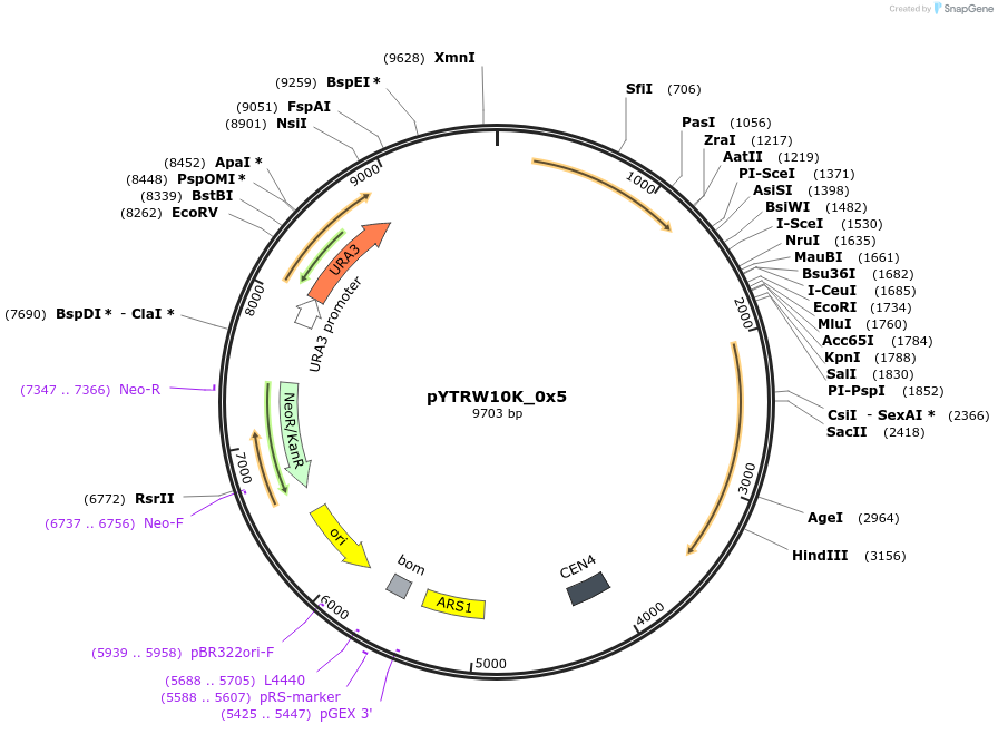 177278-plasmid-map-sequence-id-421064